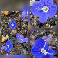 グリーンネックレス,パンジー・ビオラ,パンジー・ビオラ,ベロニカ,ビオラの画像