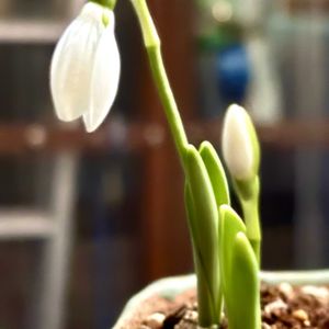 スノードロップ,スノードロップ,多肉植物 寄せ植え,自作鉢,ステンシルの画像