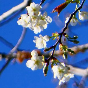 ヤマザクラの画像