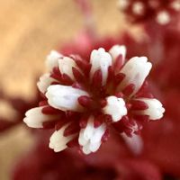 熊童子,紅稚児,ラブリーローズ葉挿し,GSミニモニ。,ペコちゃん祭りの画像