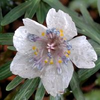 オウバイ,サザンカ,ジンチョウゲ,セツブンソウ,黄梅の画像