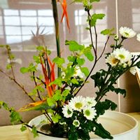 コデマリ,ストレリチア,ホトケノザ,小菊,クチナシの実の画像