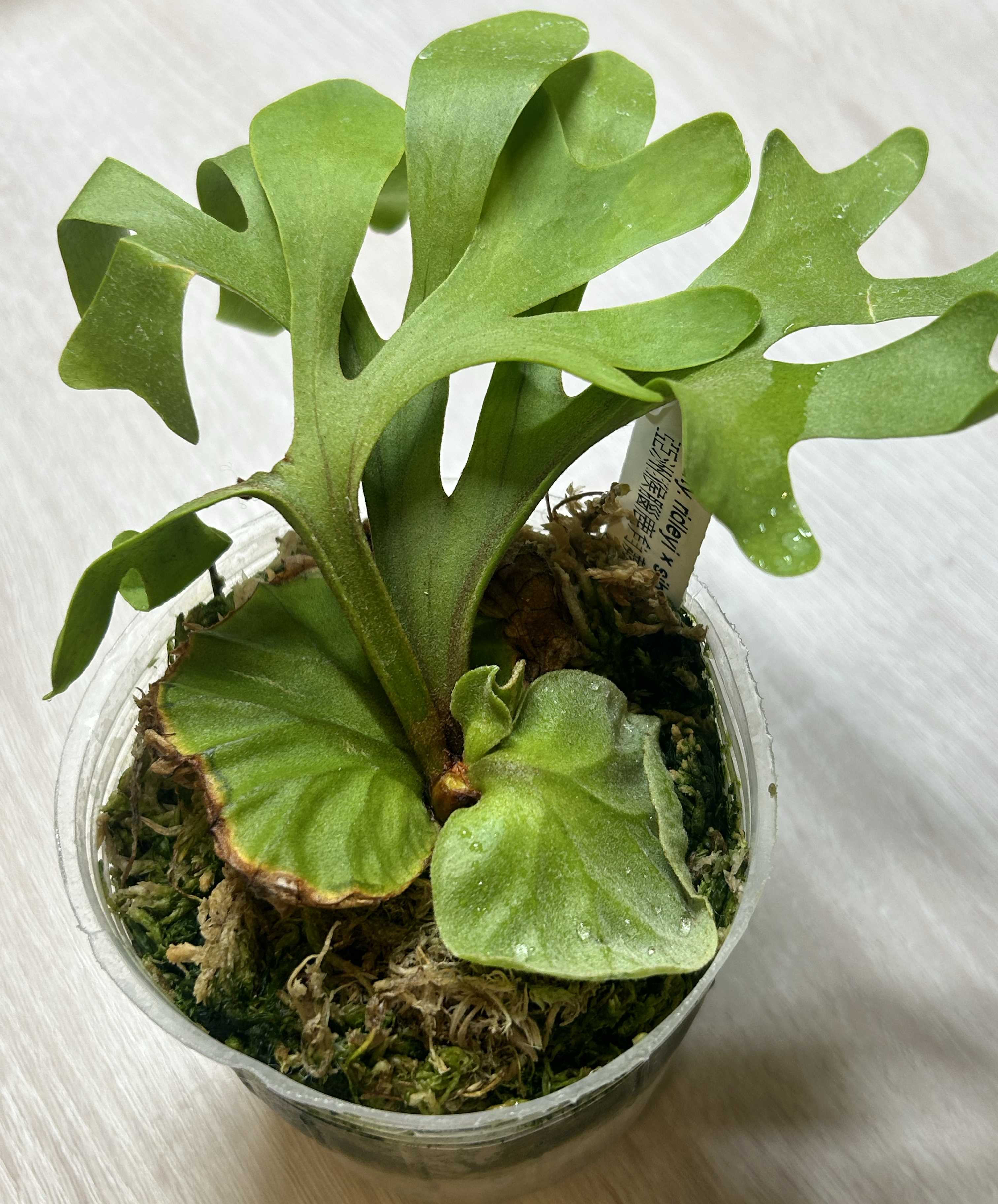 ビカクシダの森