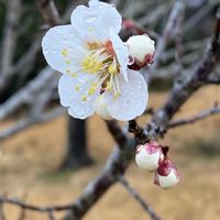 ウメ,ウメモドキ,ネコヤナギ,雨の日,お出かけ先の画像