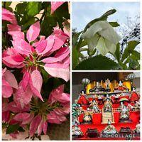 クリスマスローズ,プリンセチア,プリンセチア スノーピンク,我が家の飾り色々,今年の我が家のクリスマスローズの画像