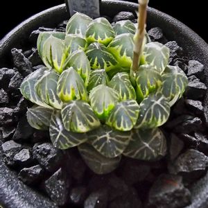 竜爪オブツーサ錦 糊斑,竜爪オブツーサ錦 糊斑,子株,ハオルチア属,青光りの画像