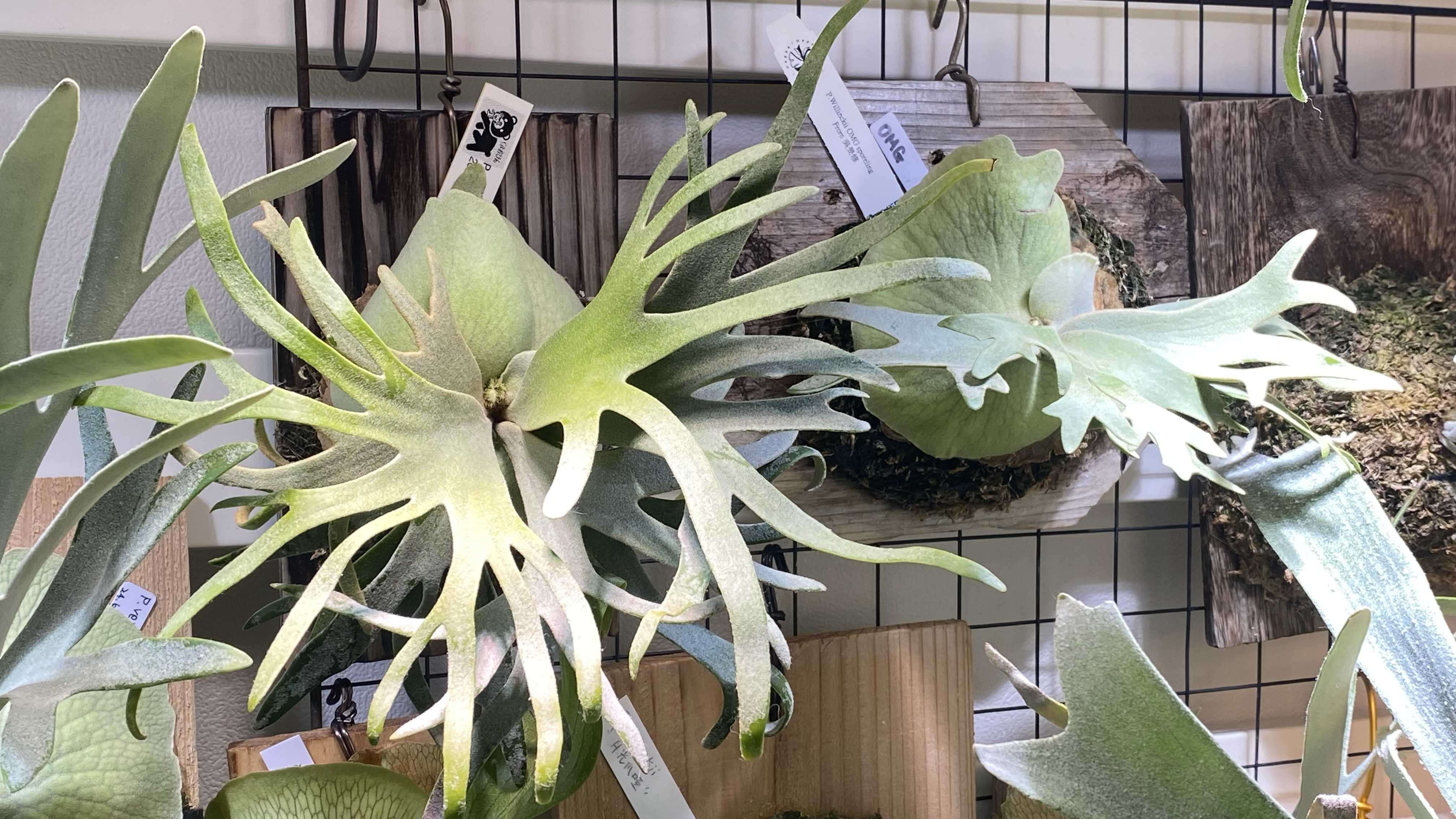 ビカクシダの森