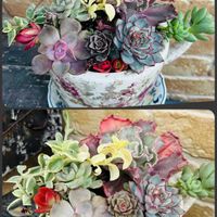 花うらら,シャビアナ,ブラックプリンス,パープルディライト,楽しみ〜の画像