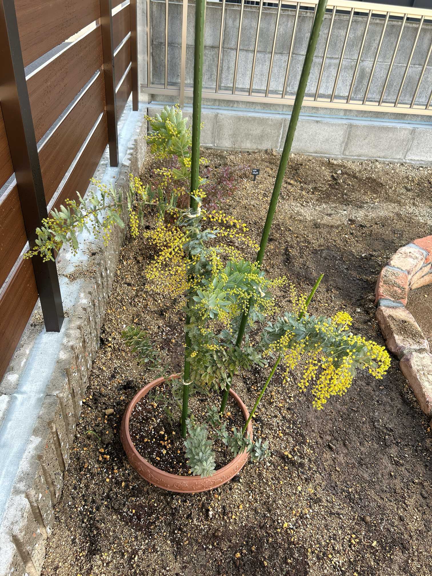 ミモザ日記｜🍀GreenSnap（グリーンスナップ）