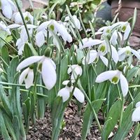 スノードロップ,GS今日のお花,２０２０年５月同期,白い水曜日♡,Imagine♫の画像
