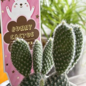 バニーカクタス,白桃扇,ウチワ サボテン,多肉植物,子株の画像