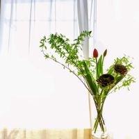 コデマリ,スイートピー,チューリップ,ホワイトスター,ポンポンラナンキュラスの画像