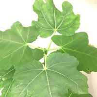 イチジク,いちじく,挿し木,室内栽培,鉢上げの画像