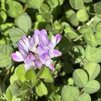 レンゲソウ,タネツケバナ,道端の草花,山野草,白い花の画像