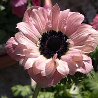 アゲラタム,アネモネ,アネモネ,アネモネ,アネモネの画像