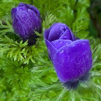 アセビ,アネモネ,クリスマスローズ,サクラ,ジンチョウゲの画像