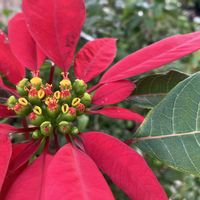 ポインセチアの画像