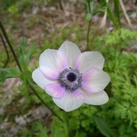 アネモネ,アネモネ,アネモネ,アネモネ,アネモネの画像