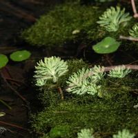 クレソン,クレソン,ウチワゼニクサ,ウチワゼニクサ,オオフサモの画像