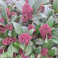 スキミアの画像