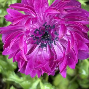 アネモネ,アネモネ,クリスマスローズ,ハイビスカス,アネモネ・凛々花の画像