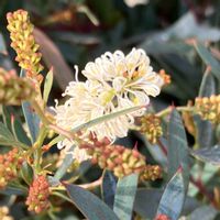 グレビレア,グレビレア,シナフェア,花撮りドライブ,みのり宇都宮インターパーク店の画像