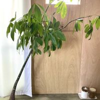 パキラ,実生 パキラ,観葉植物,キキ　パキラの画像