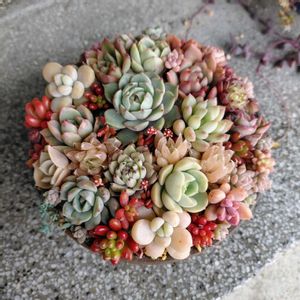 多肉植物,多肉の寄せ植え,軒下の画像