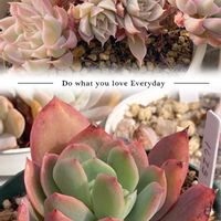 ルエラ,マーガレットレッピン 錦,真上からの撮影,可愛い,美しいの画像