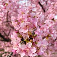 シキミ,ホトケノザ,河津桜,ヤブツバキ,ノゲシの画像