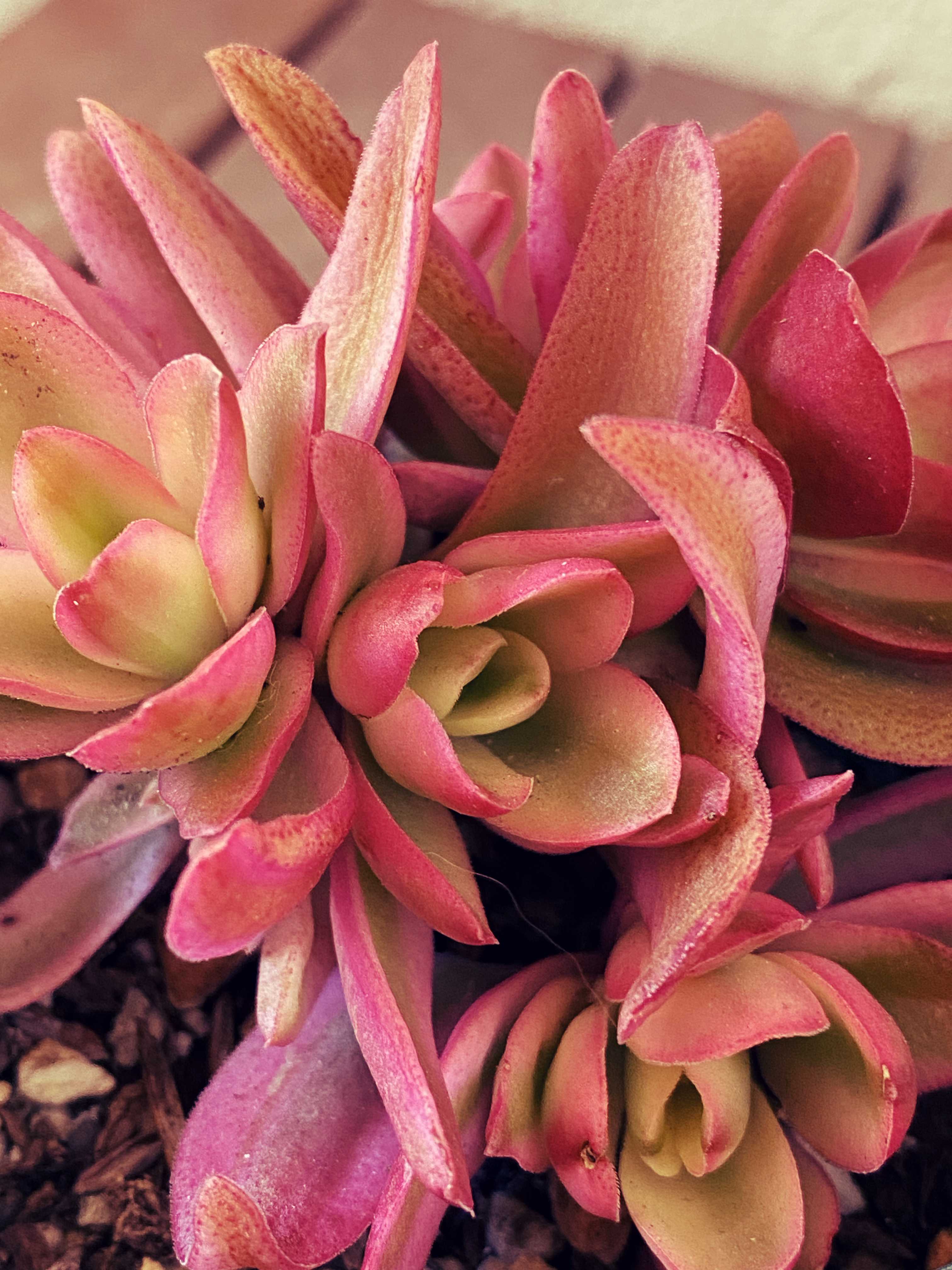 紅葉が彩り鮮やかな「赤い」多肉植物5種紹介！｜🍀GreenSnap（グリーン