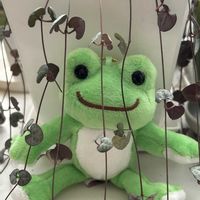 ハートカズラ,ハートカズラ,多肉植物,かえるのピクルス,♥️カエルのピクルス♥️の画像
