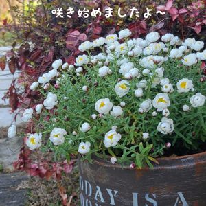 花かんざし,今庭,ガーデニング,ナチュラルガーデン,手作りの画像