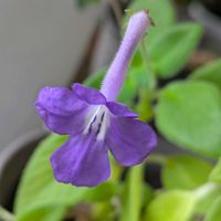 ストレプトカーパス,チーム愛知,Juneの会,2020年6月同期No.013の画像