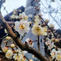 ウメ,サザンカ,ロウバイ,プリムラオブコニカ,・・・の花後の画像
