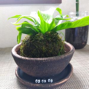 アスプレニウム,アスプレニウム,苔玉,カインズの画像