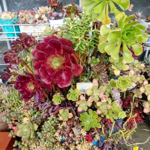 多肉の寄せ植え,軒下の画像