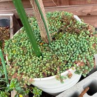 スモークツリー,セダム,ティーツリー,多肉植物,ガーデニングの画像