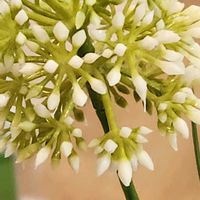 アリウム,アリウムの画像