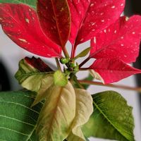 ポインセチア,窓辺の画像
