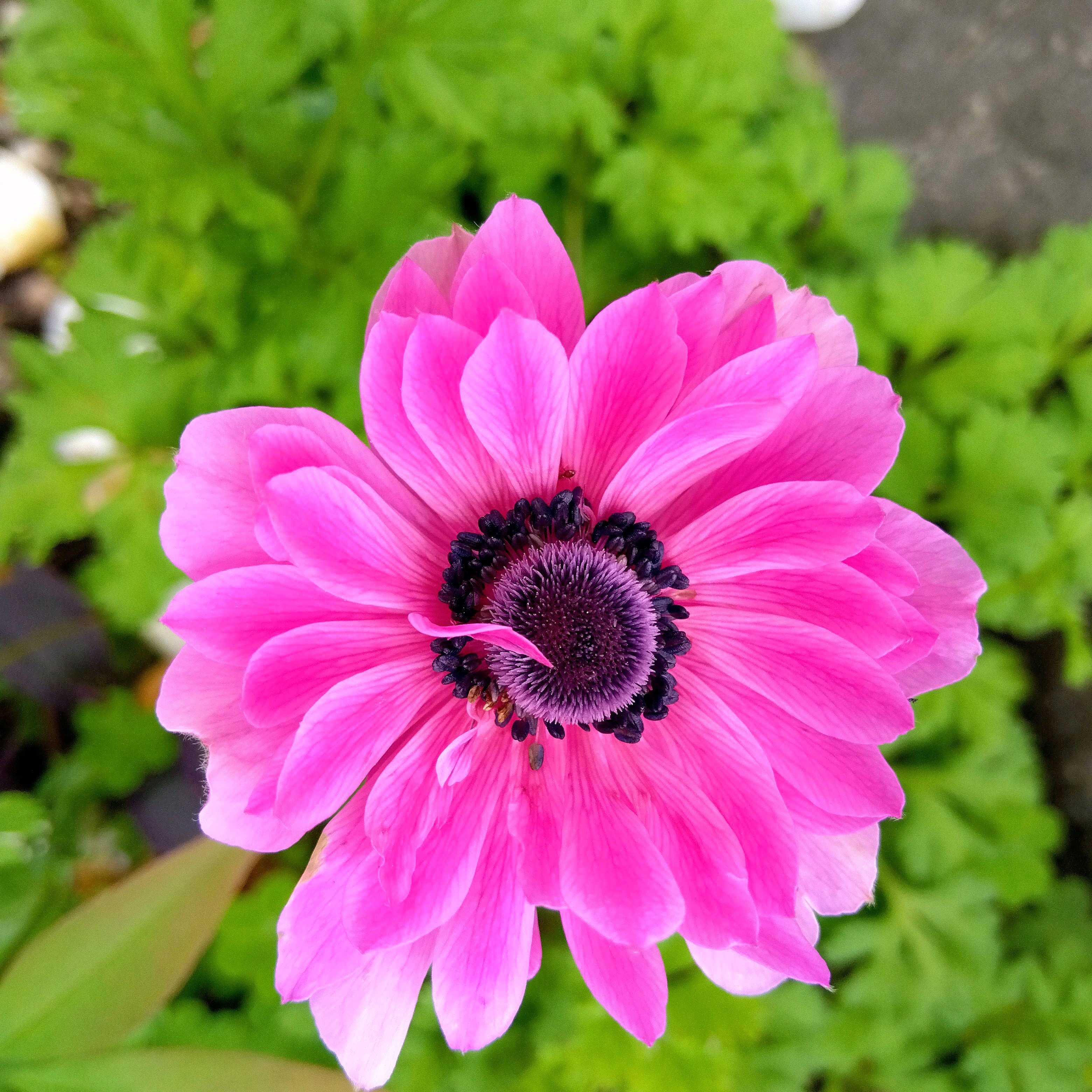 クローバー(シロツメクサ)の育て方｜種まき時期は？室内でも栽培できる