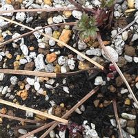 ゲラニウム,ゲラニウム ジョンソンズブルー,ゲラニウム オリオン,ゲラニウム ブルックサイド,青い花の画像