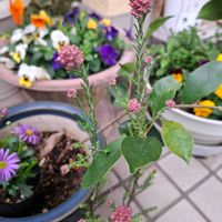 菜の花,河津桜,ライスフラワー,お出掛け先,プラキカムの画像