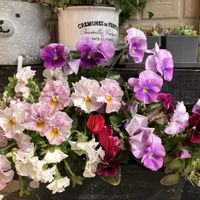 多肉,ビオラ,寄せ植え,ちまちま寄せ,玄関アプローチの画像