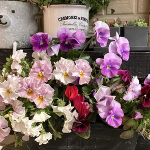 多肉,ビオラ,寄せ植え,ちまちま寄せ,玄関アプローチの画像