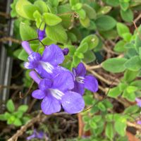 ストレプトカーパスの画像