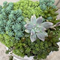 セダム,虹の玉,秀麗,森村万年草,細葉万年草の画像