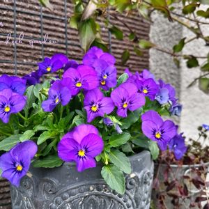 ビオラ,ミモザ,ベロニカ・オックスフォードブルー,ギンヨウアカシア,鉢植えの画像