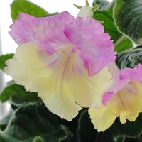 ストレプトカーパス,ストレプトカーパス・ジャスティカ,花のある暮らし,北海道から,青い花マニアの画像