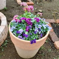 ストック,ビオラ,レースラベンダー,オステオスペルマム,寄せ植えの画像